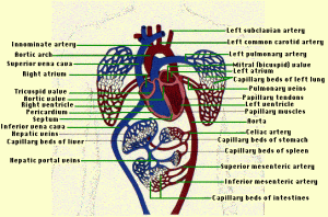 CHD2 1 300x198 โรคหัวใจและหลอดเลือด