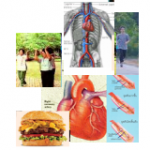cardiovasculardisease2 150x150 บทความสุขภาพ และสาระเกี่ยวกับเครื่องมือแพทย์และอุปกรณ์การแพทย์