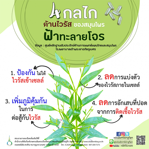 ฟ้าทะลายโจร Andrographolide3 ฟ้าทะลายโจร