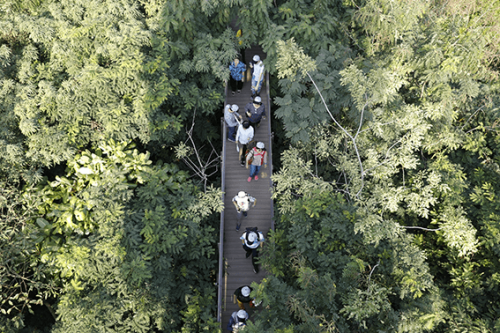 phanikung4%20(2) ป่าในกรุง รถเข็นเดินทาง ไม้เท้า